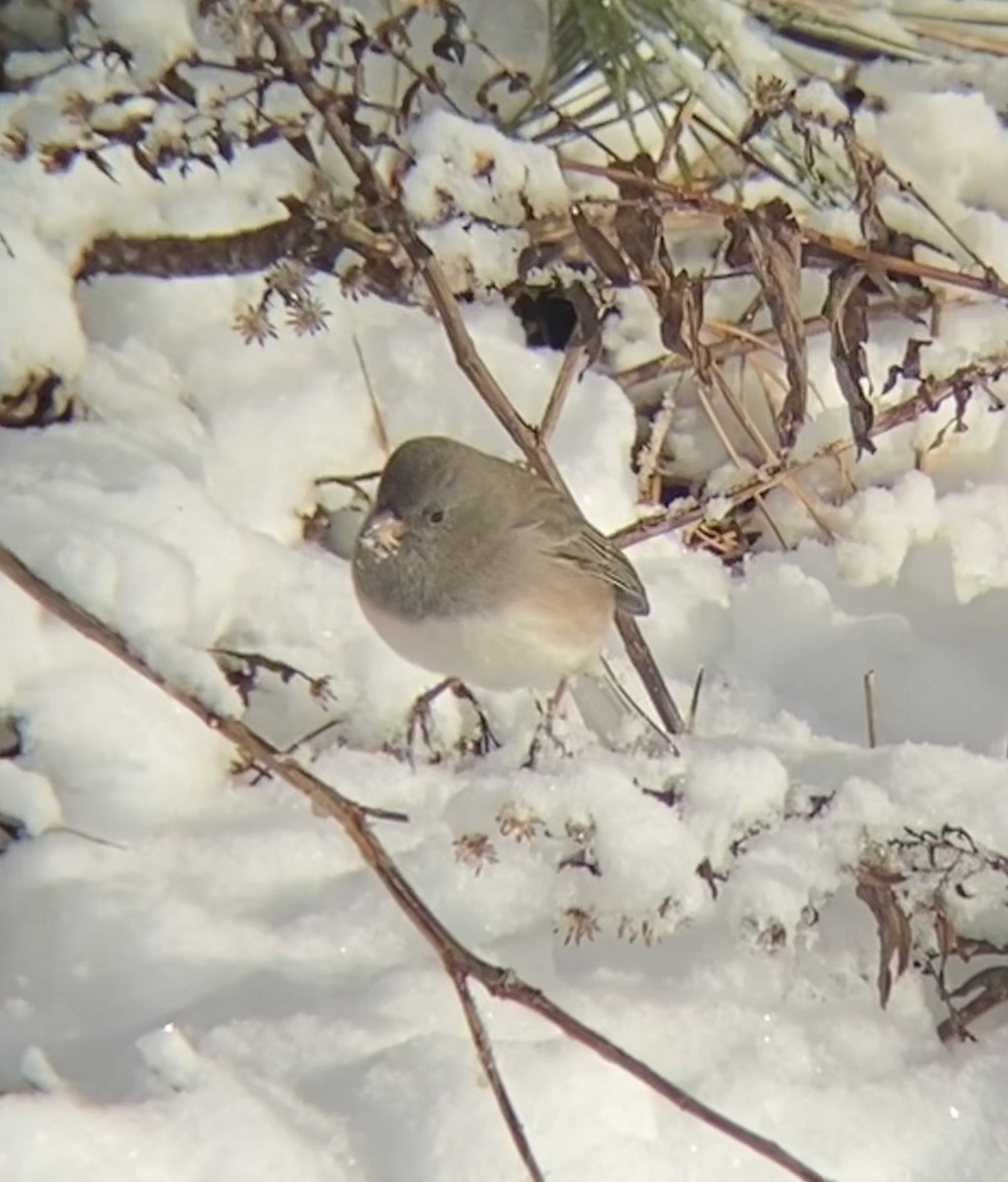 Dark-eyed Junco - ML646968641