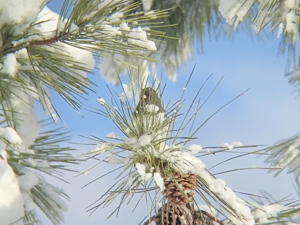 Dark-eyed Junco - ML646968642