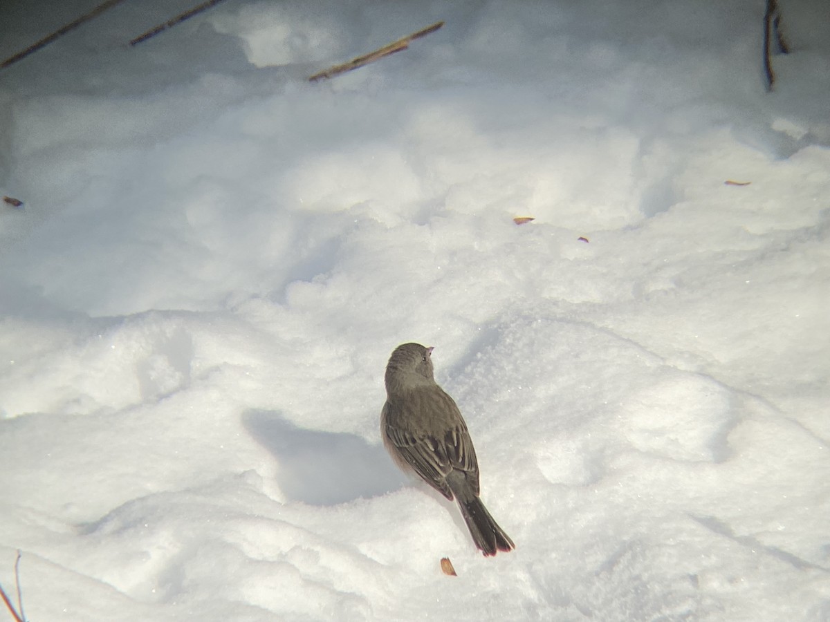 Dark-eyed Junco - ML646968643