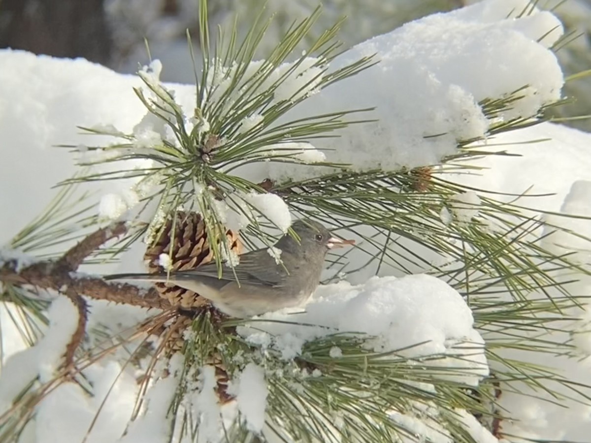 Dark-eyed Junco - ML646968644