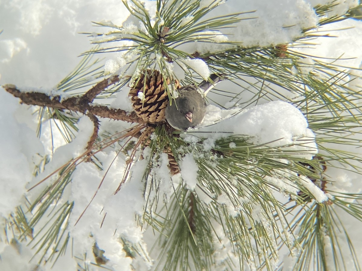 Dark-eyed Junco - ML646968645