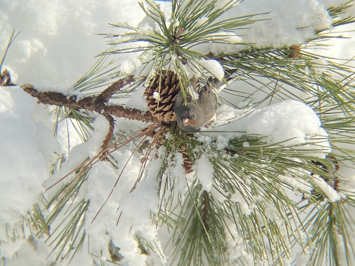 Dark-eyed Junco - ML646968646