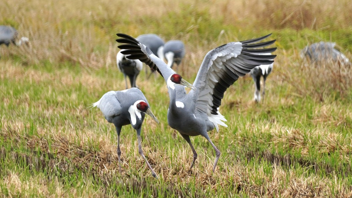 White-naped Crane - ML646968649