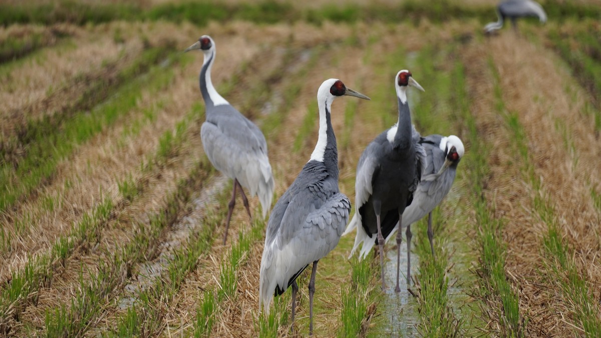 White-naped Crane - ML646968650