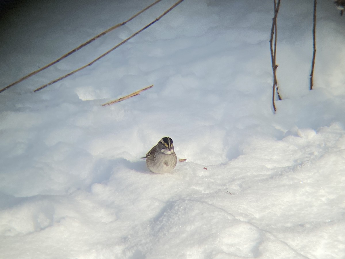 White-throated Sparrow - ML646968662