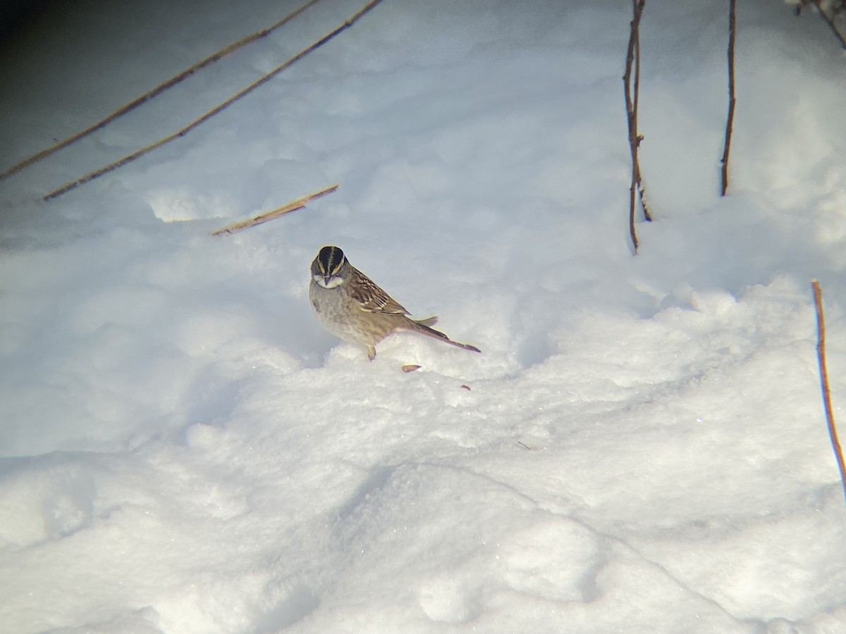White-throated Sparrow - ML646968663