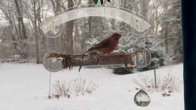 Чечевиця кармінова - ML646968665