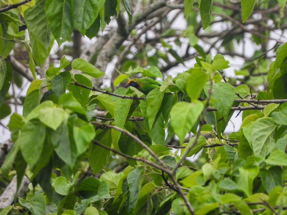 Golden-fronted Leafbird - ML646968673