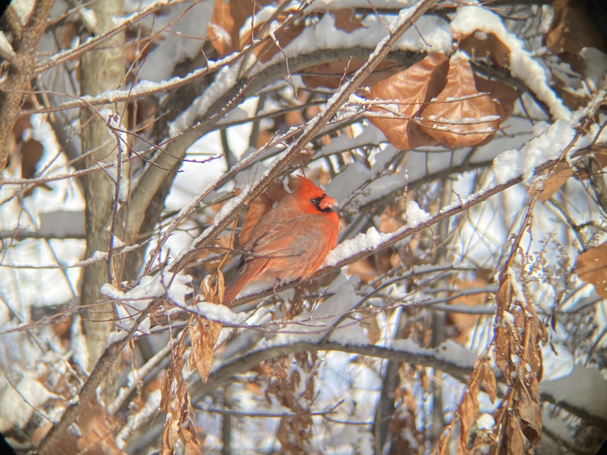 Northern Cardinal - ML646968679