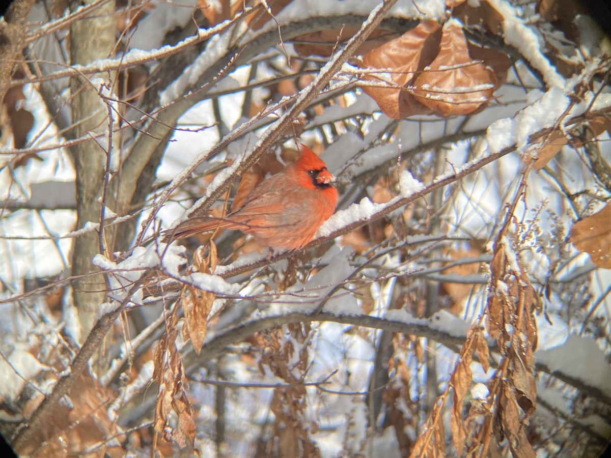 Northern Cardinal - ML646968680