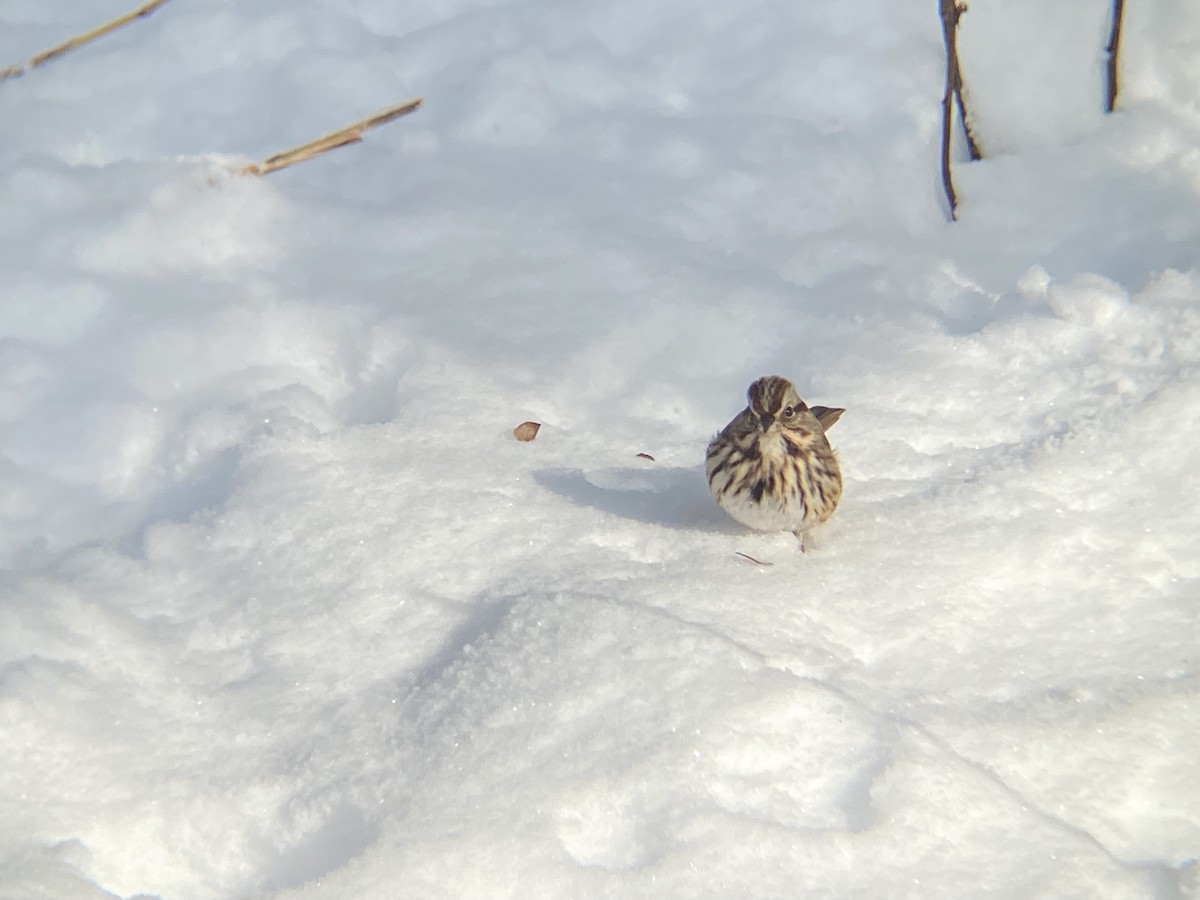 Chingolo Cantor - ML646968682