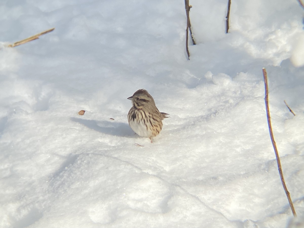 Chingolo Cantor - ML646968683