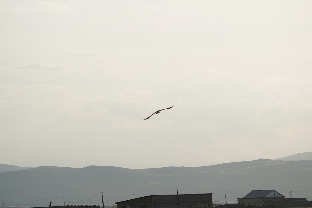 Aguilucho Lagunero Occidental - ML646968684