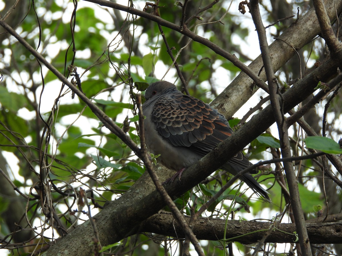 Tórtola Oriental - ML646968686