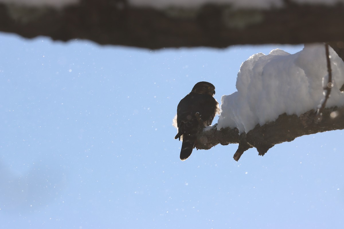 Esmerejón - ML646968687