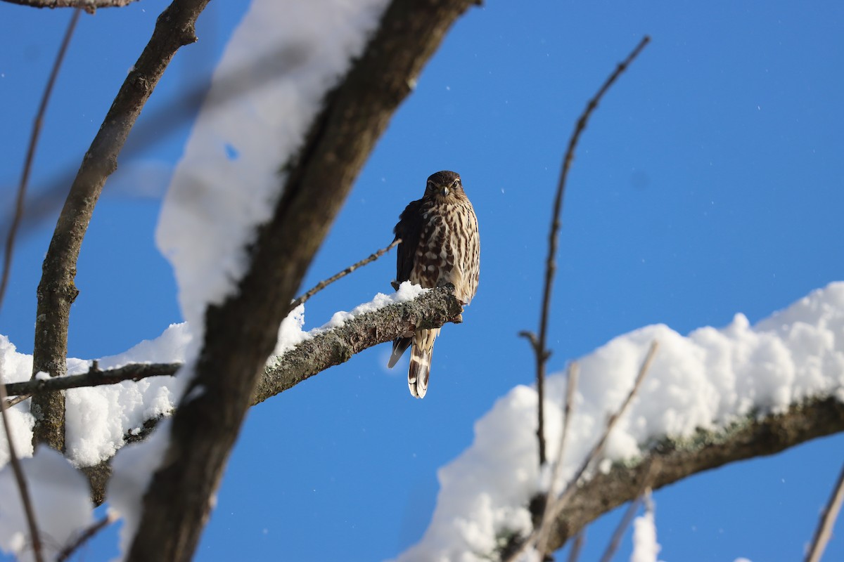 Esmerejón - ML646968688