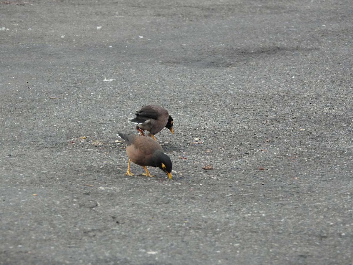 Miná Común - ML646968690