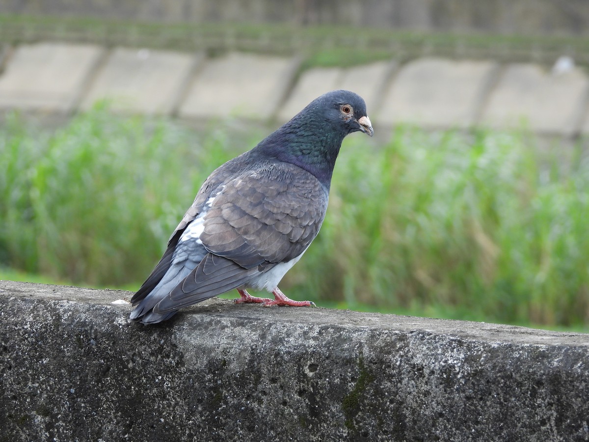 Paloma Bravía (variedad doméstica) - ML646968703