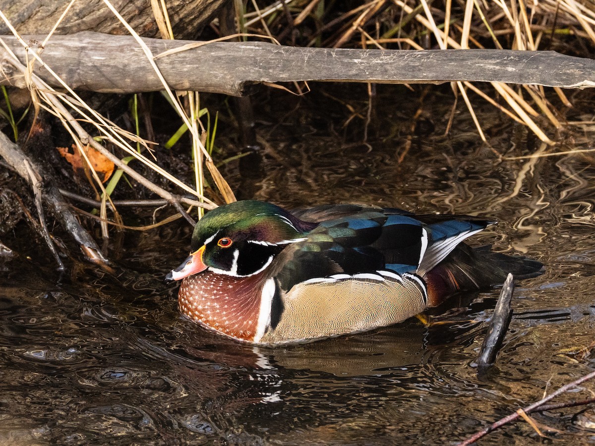 Wood Duck - ML646968704