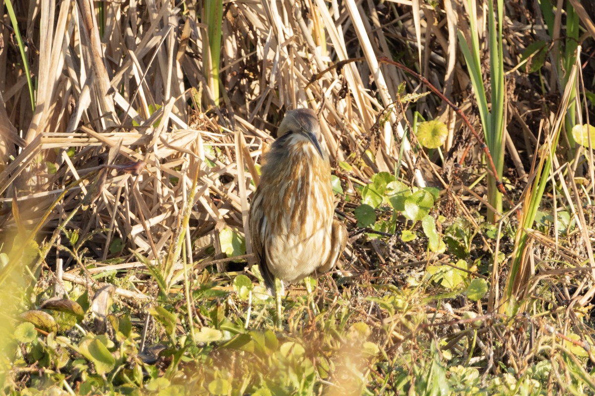 Avetoro Lentiginoso - ML646968705