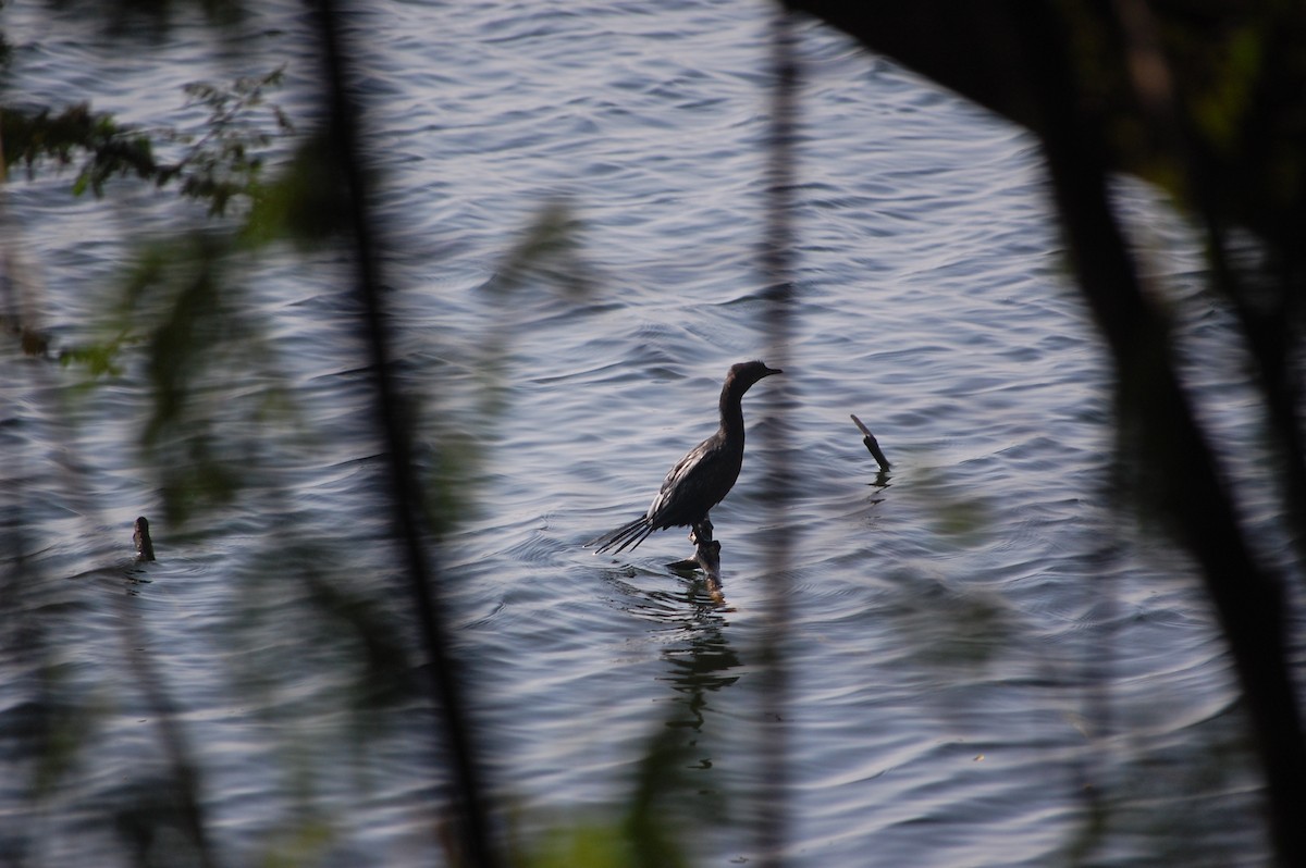 Cormorán de Java - ML646968706