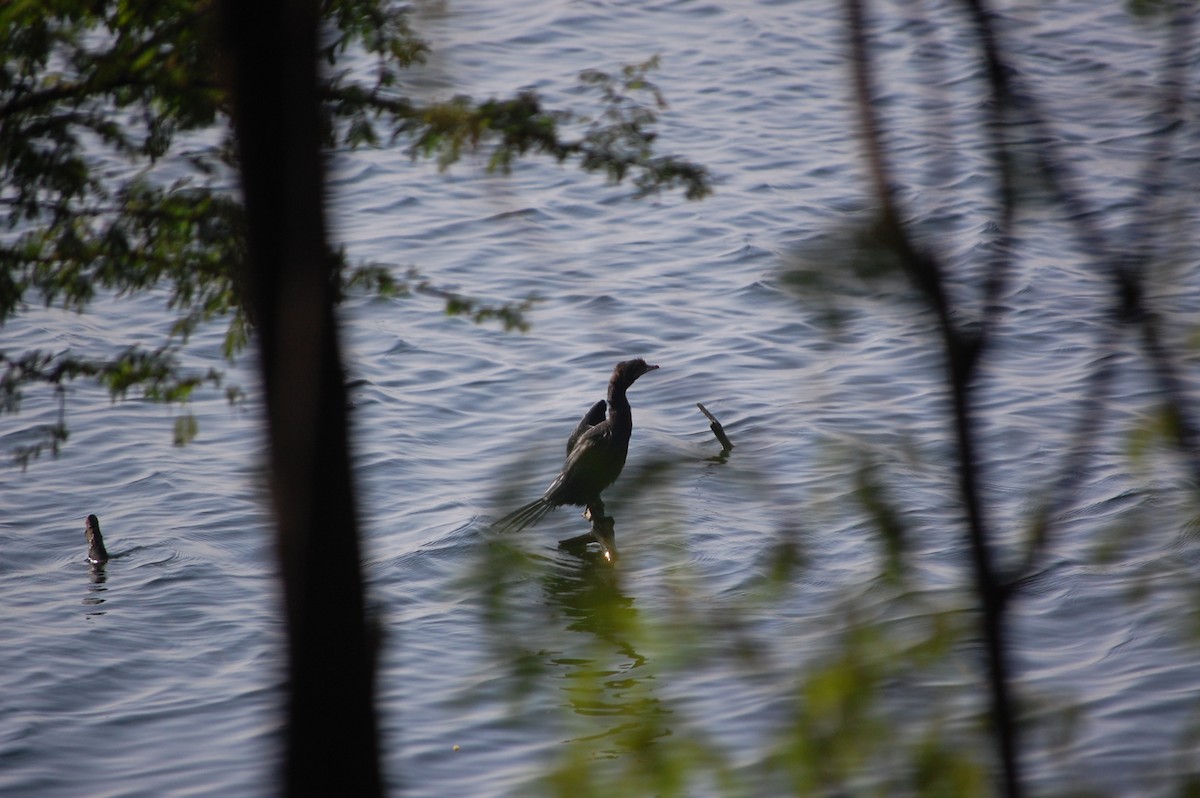 Cormorán de Java - ML646968707