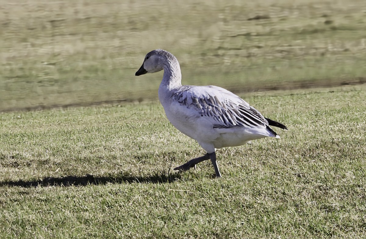 Ánsar Nival - ML646968708