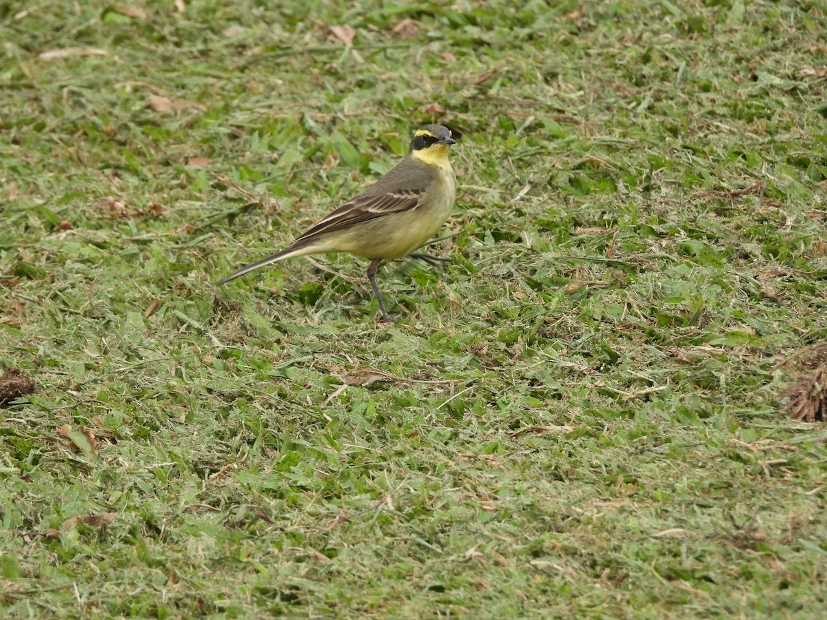 Lavandera de Chukotka - ML646968709