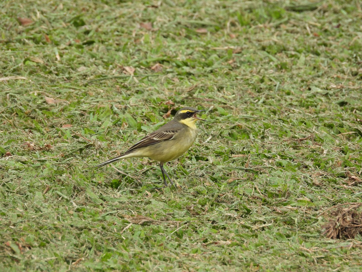 Lavandera de Chukotka - ML646968710