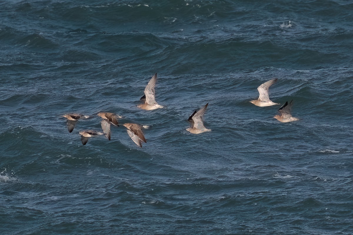 Zarapito Trinador Euroasiático - ML646968711