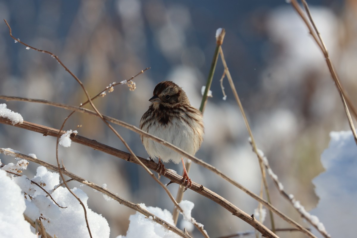 Chingolo Cantor - ML646968712