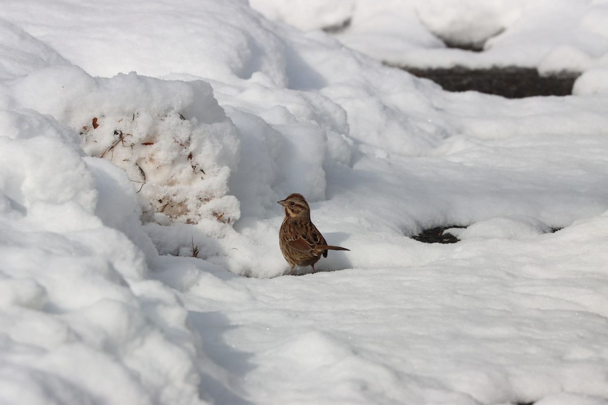 Chingolo Cantor - ML646968713