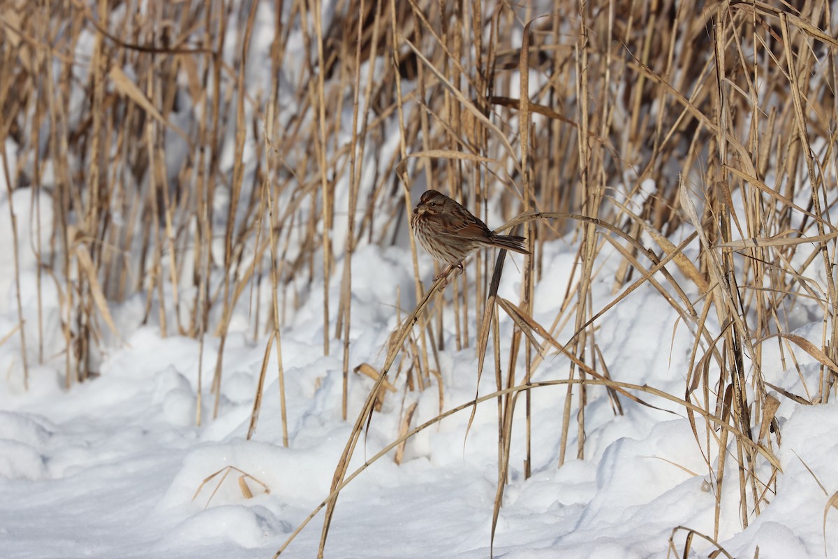 Chingolo Cantor - ML646968714