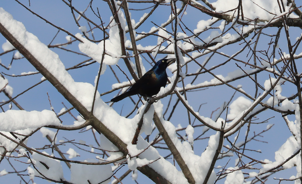 Zanate Común - ML646968715