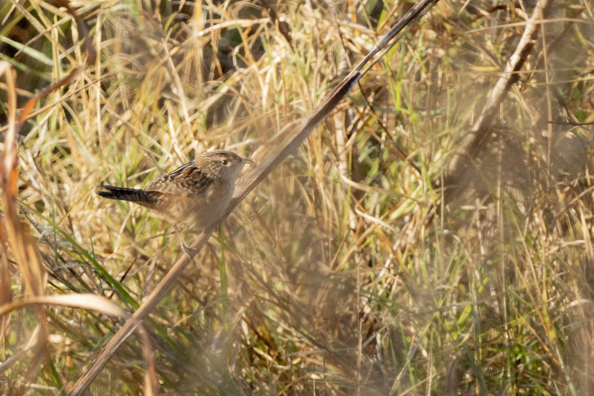 Cucarachero Culibarrado - ML646968717