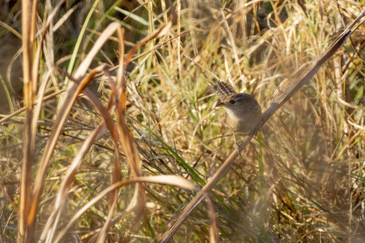 Cucarachero Culibarrado - ML646968718