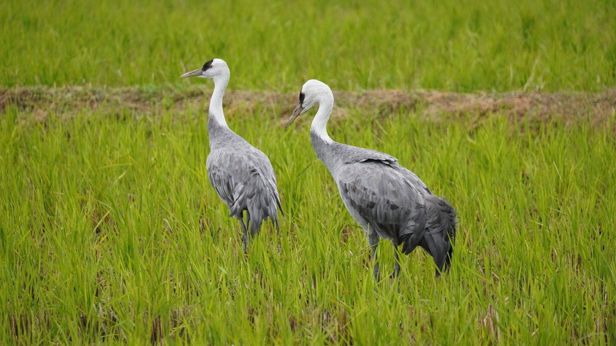 Grulla Monje - ML646968720