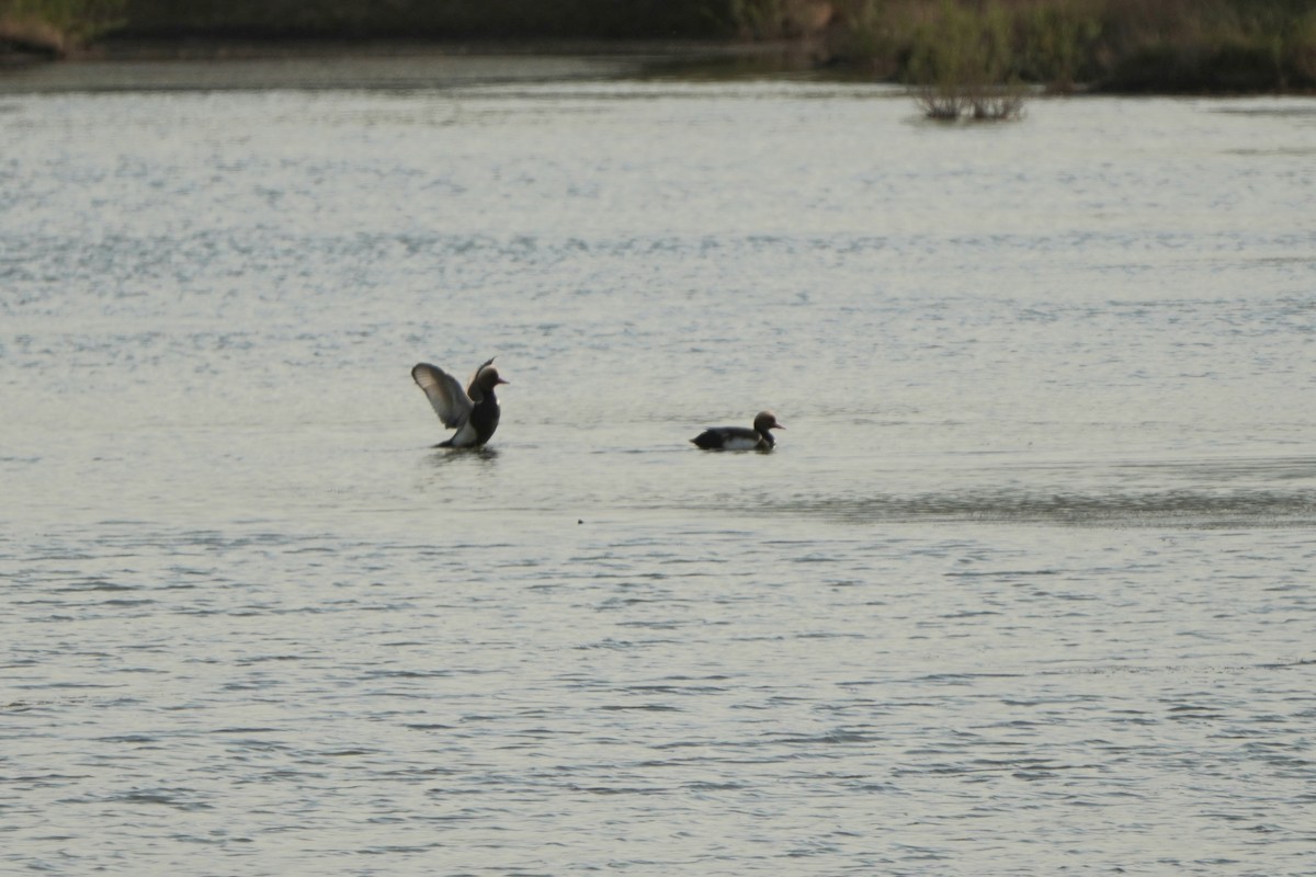 Pato Colorado - ML646968723