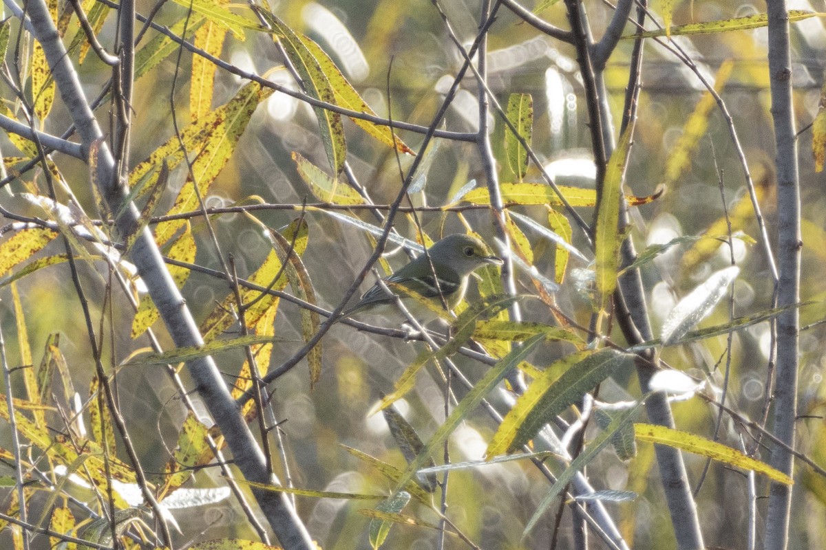 ויראו לבן-עין - ML646968750
