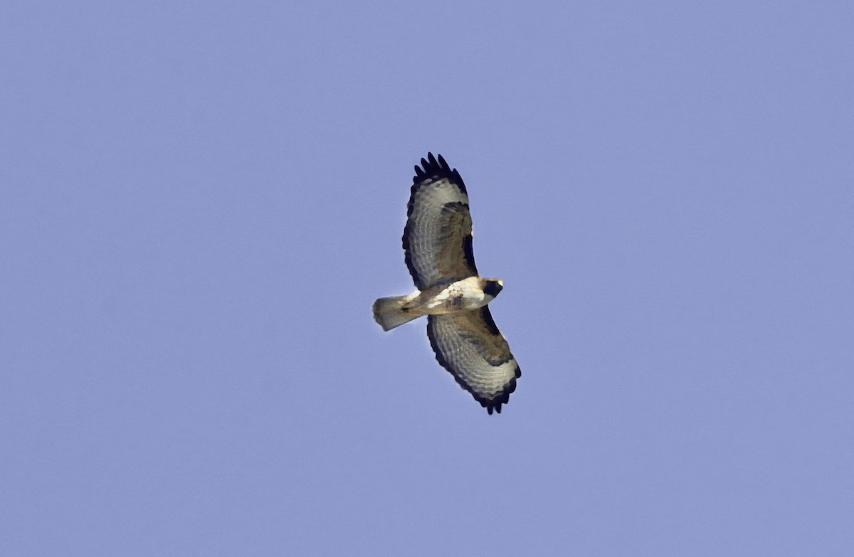 Kızıl Kuyruklu Şahin (calurus/alascensis) - ML646968751