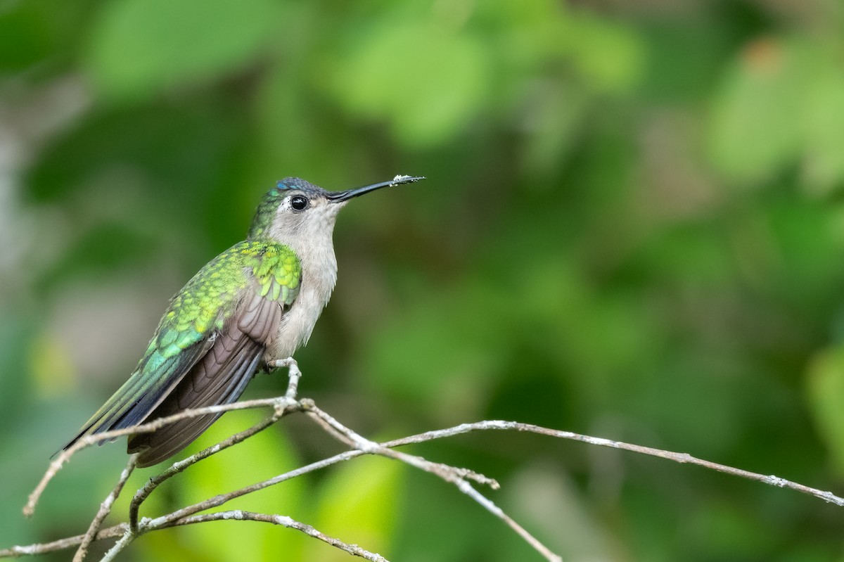 mexicosabelvinge (pampa) - ML646968761