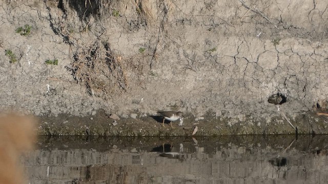 Spotted Sandpiper - ML646968764