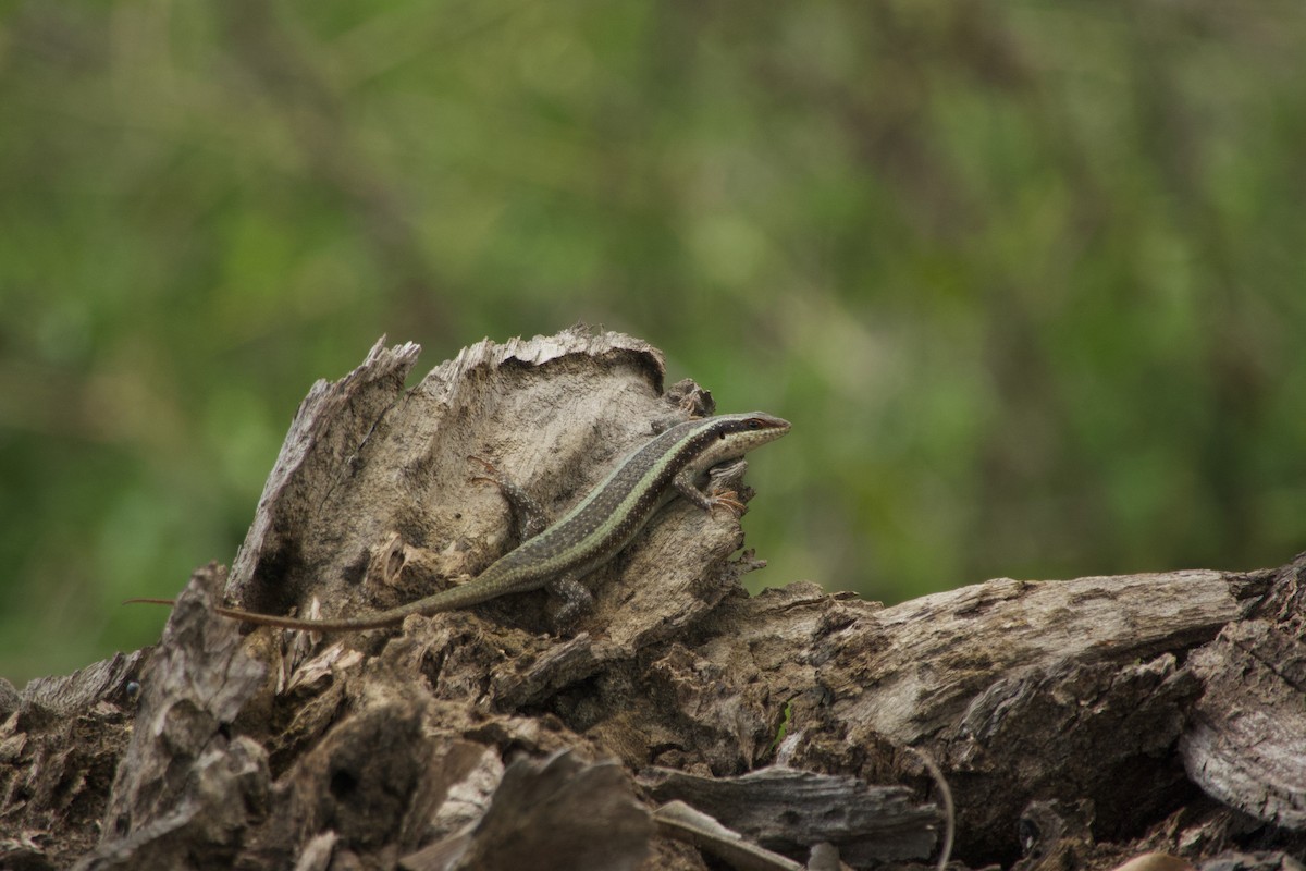 African Striped Skink - ML646968765