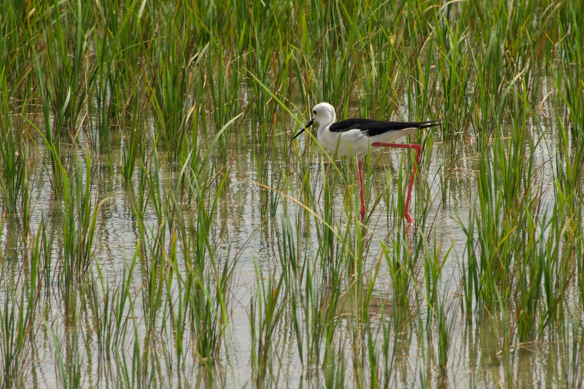 Black-winged Stilt - ML646968768