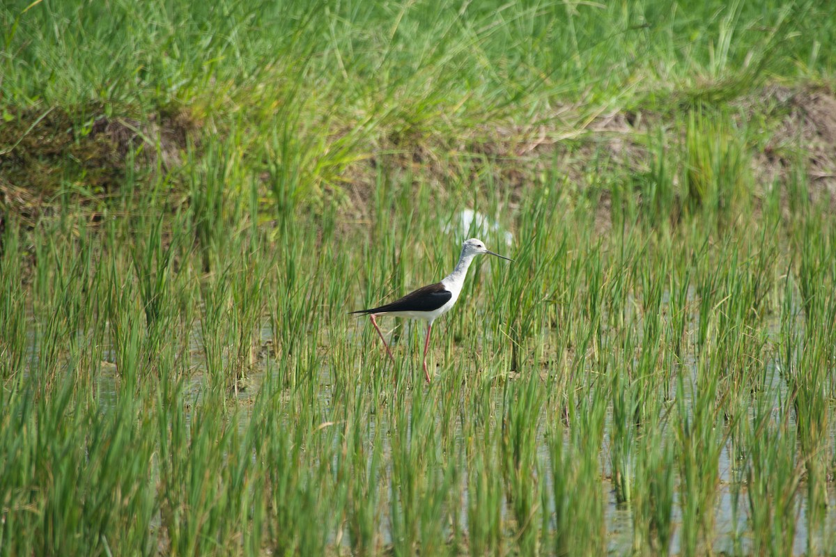 Black-winged Stilt - ML646968769