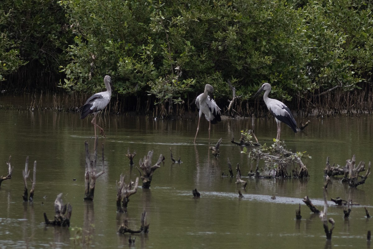 Лелека-молюскоїд індійський - ML646968771