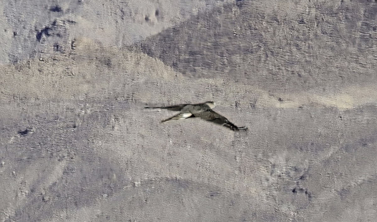 Cooper Atmacası - ML646968773