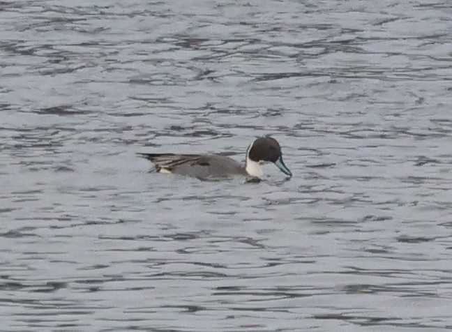 Шилохвость - ML646968777