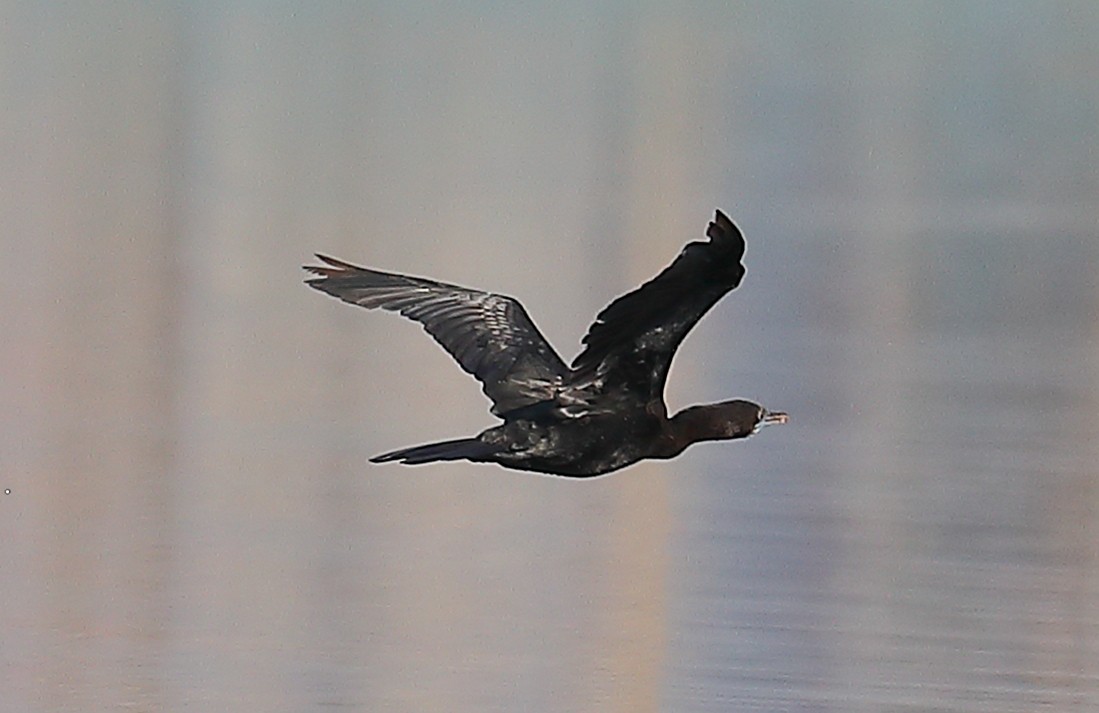 Kleinscharbe - ML646968784