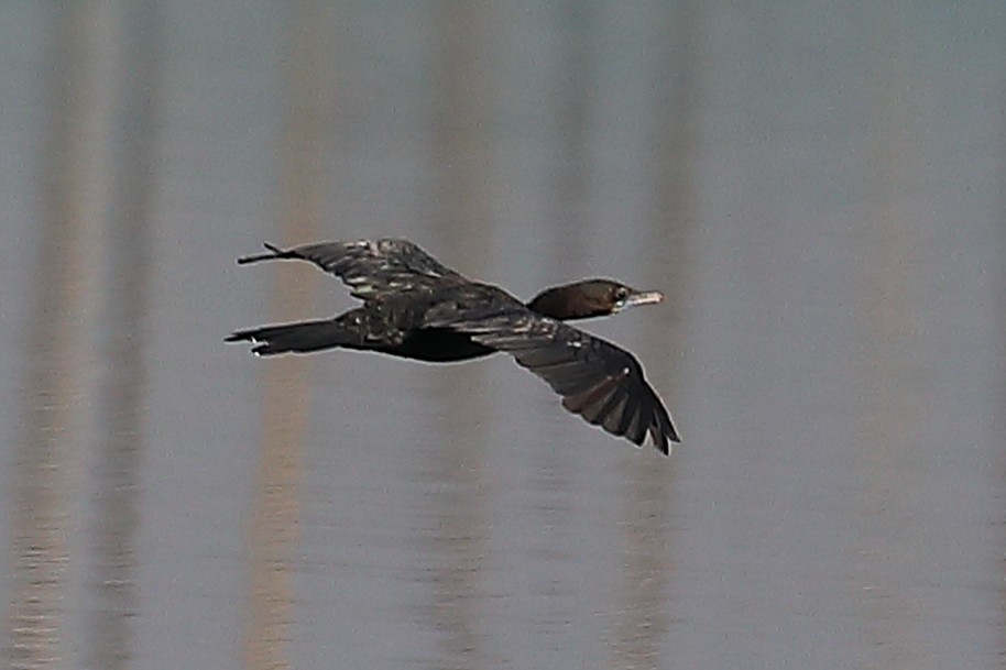 Kleinscharbe - ML646968785